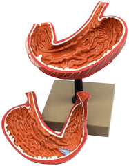 MODEL HUMAN STOMACH THREE DIMENSIONAL