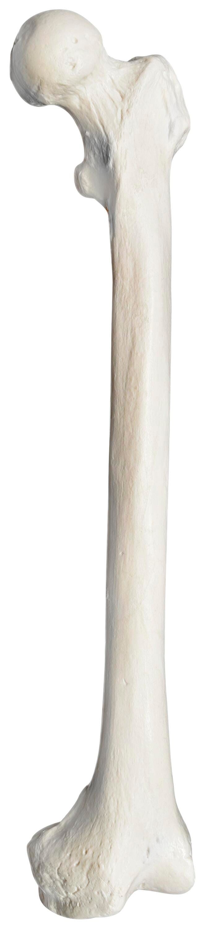 MODEL LEFT FIBULA BONE