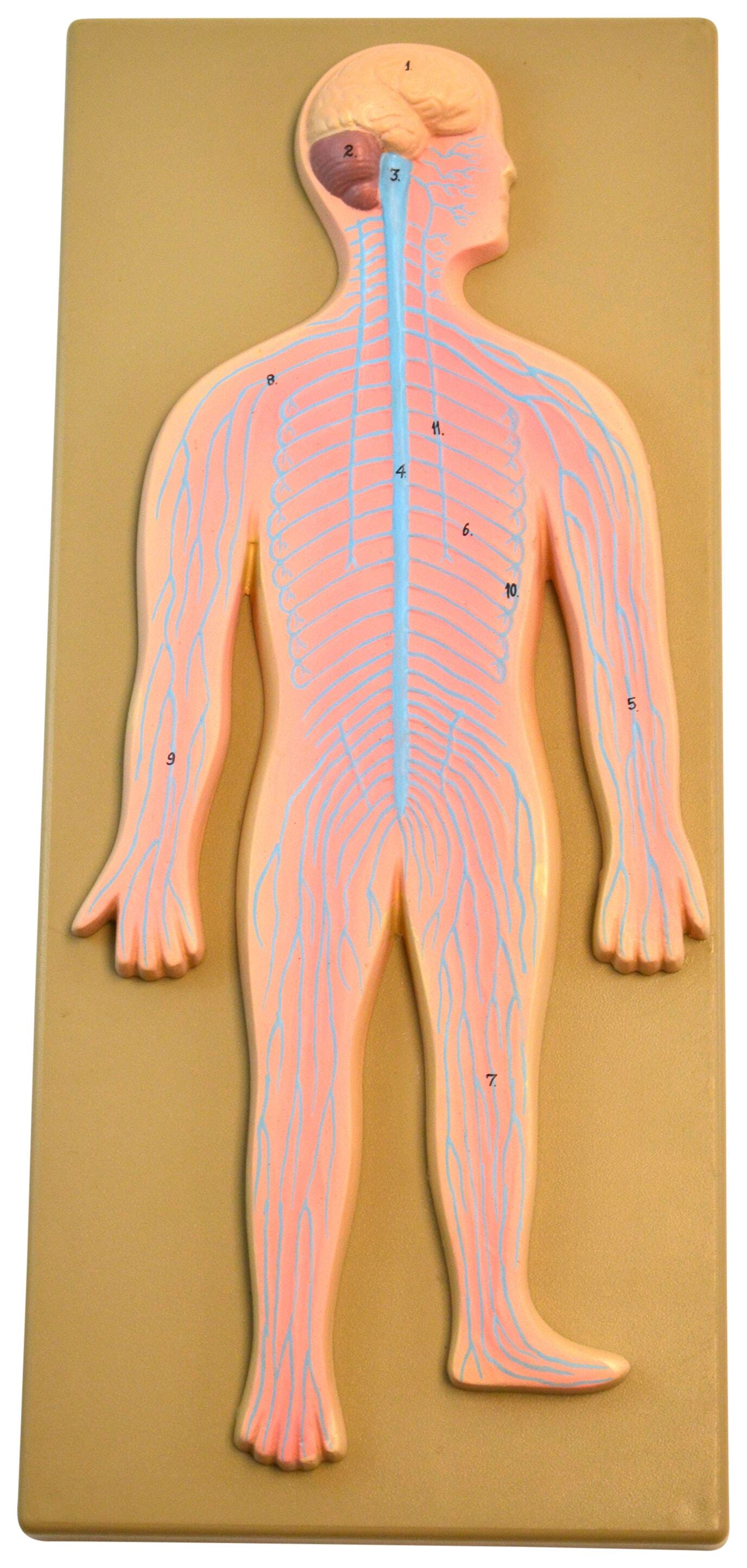 MODEL NERVOUS SYSTEM