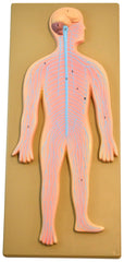 MODEL NERVOUS SYSTEM