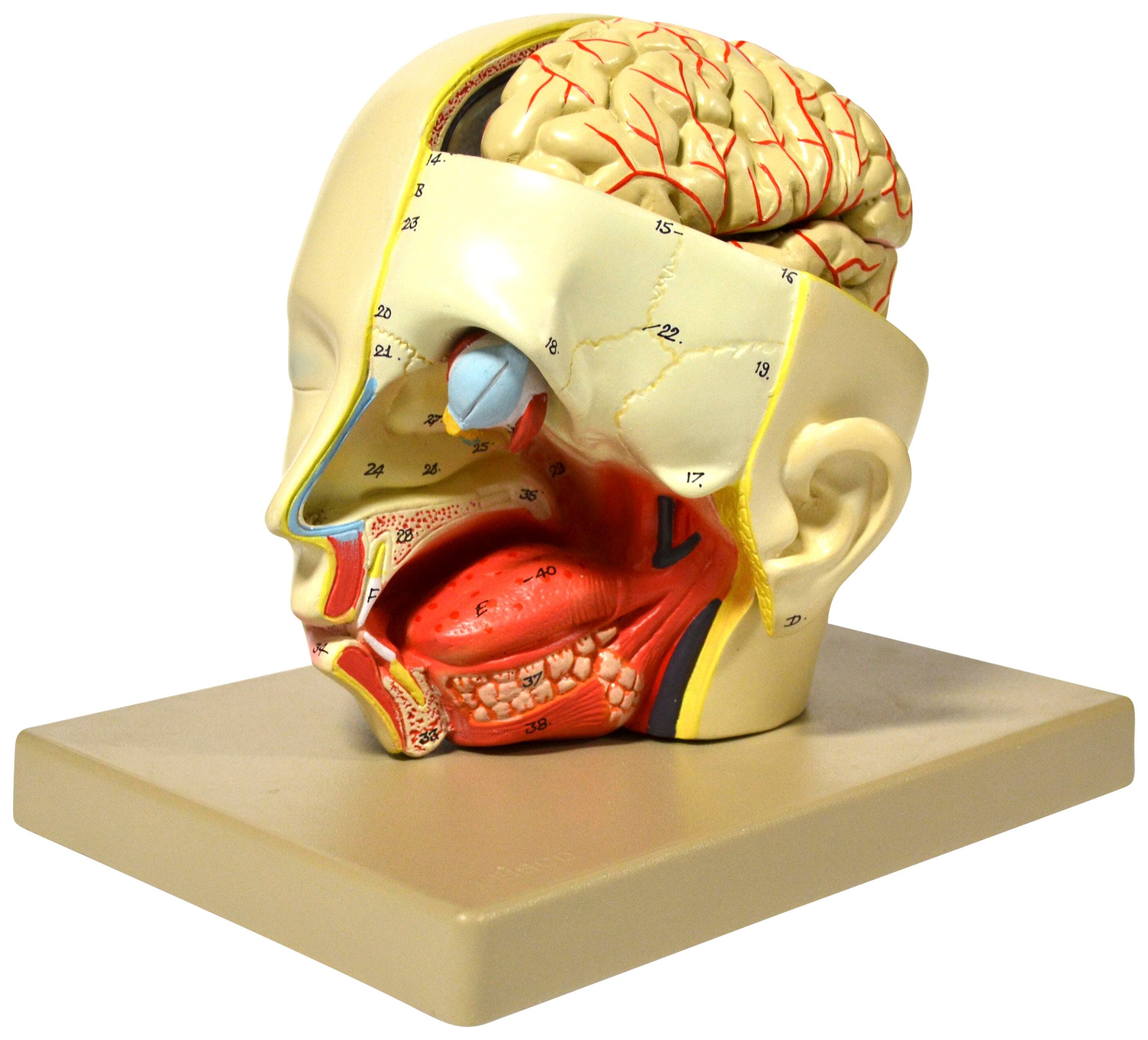 MODEL HUMAN HEAD DISSECTION