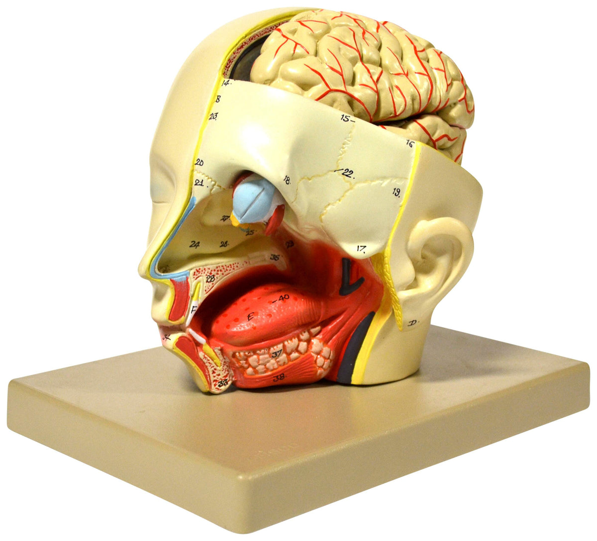 MODEL HUMAN HEAD DISSECTION