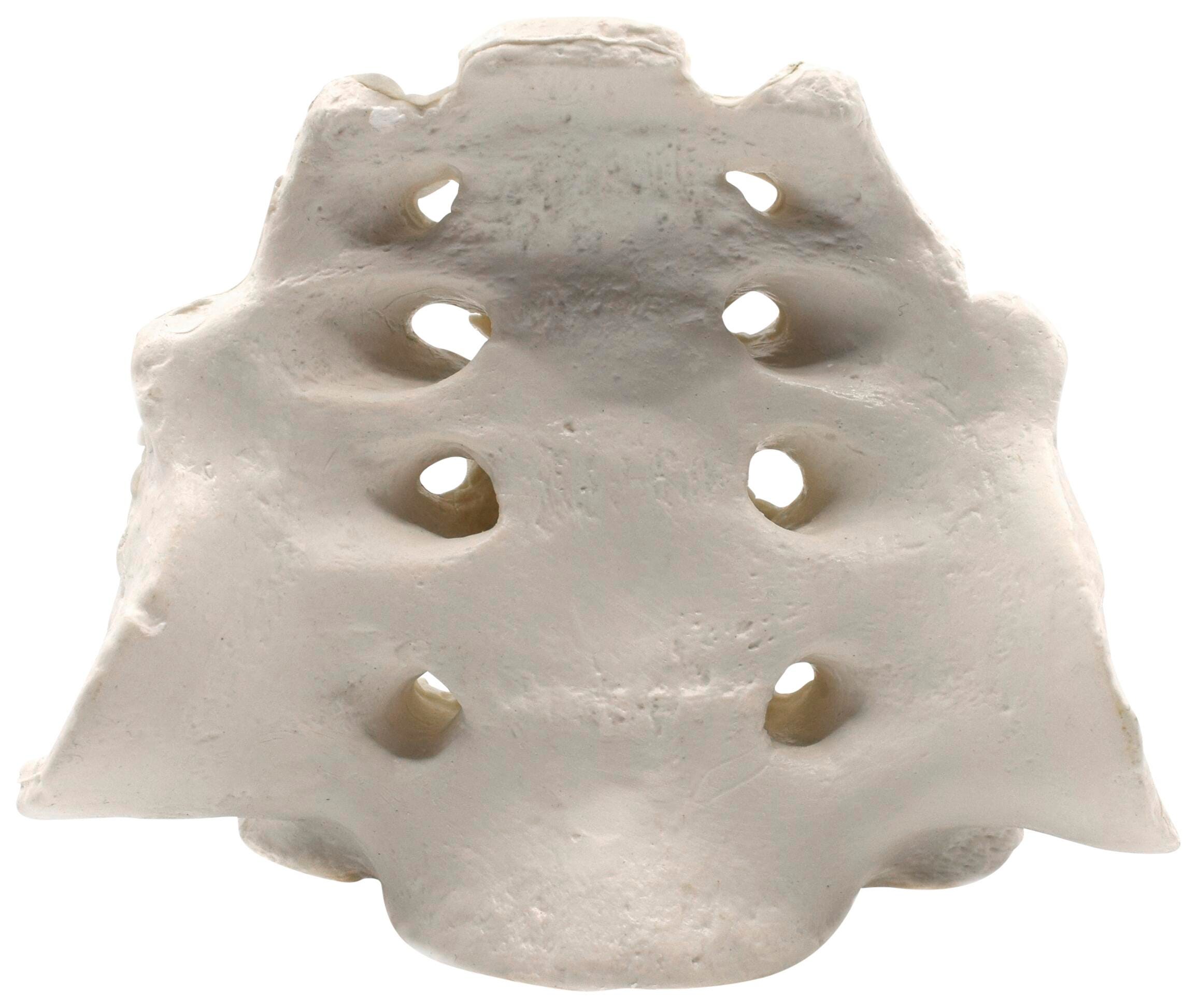 MODEL SACRUM BONE