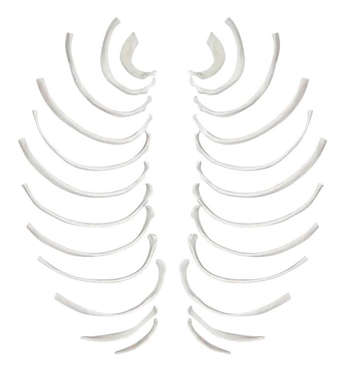 MODEL RIB BONES