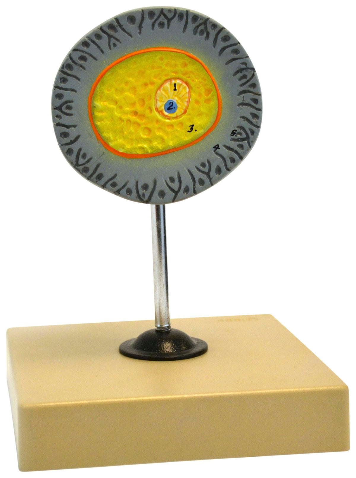 MODEL HUMAN FEMALE EGG