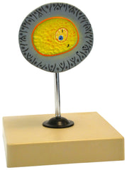 MODEL HUMAN FEMALE EGG