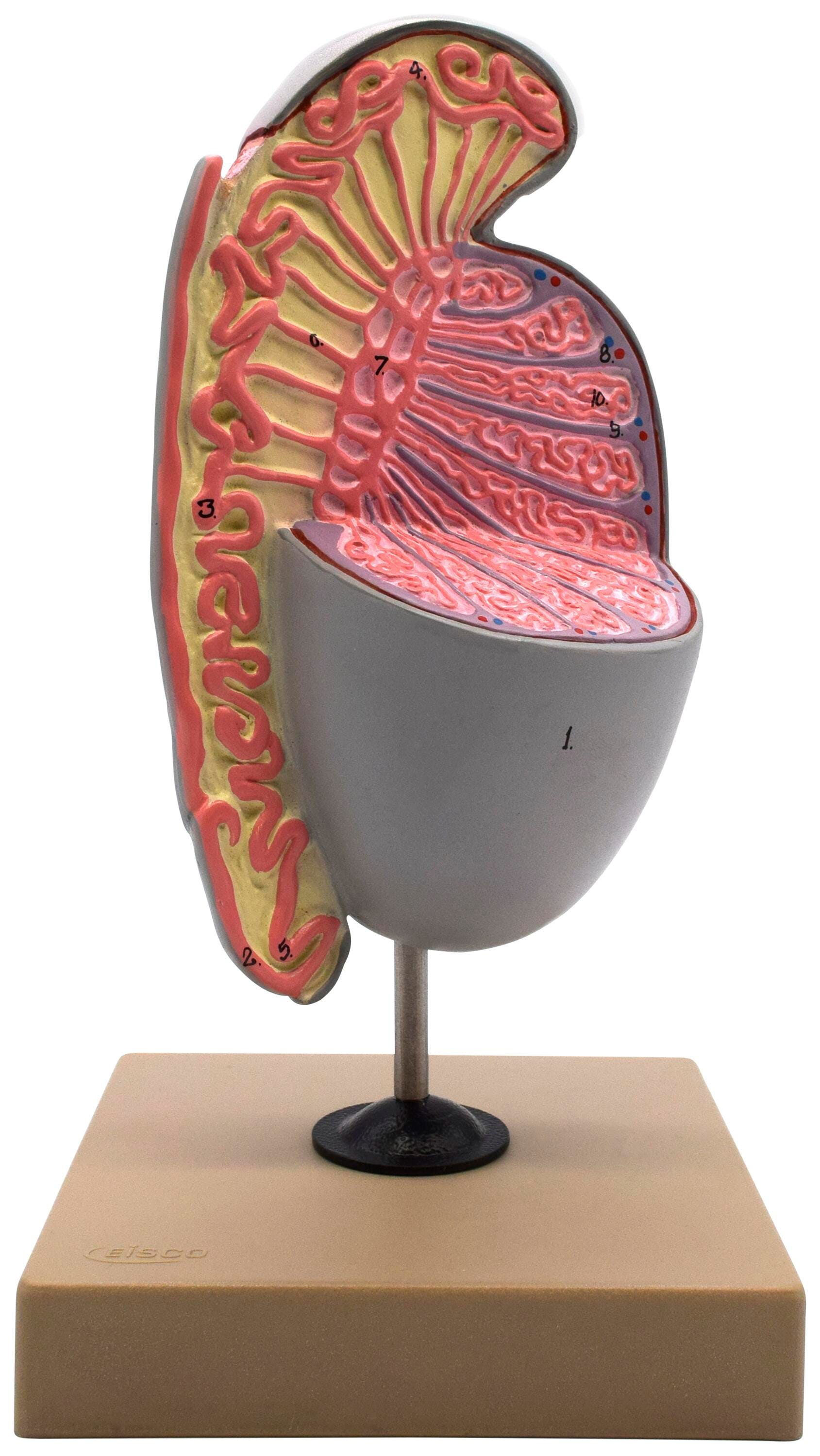 MODEL HUMAN TESTICLE