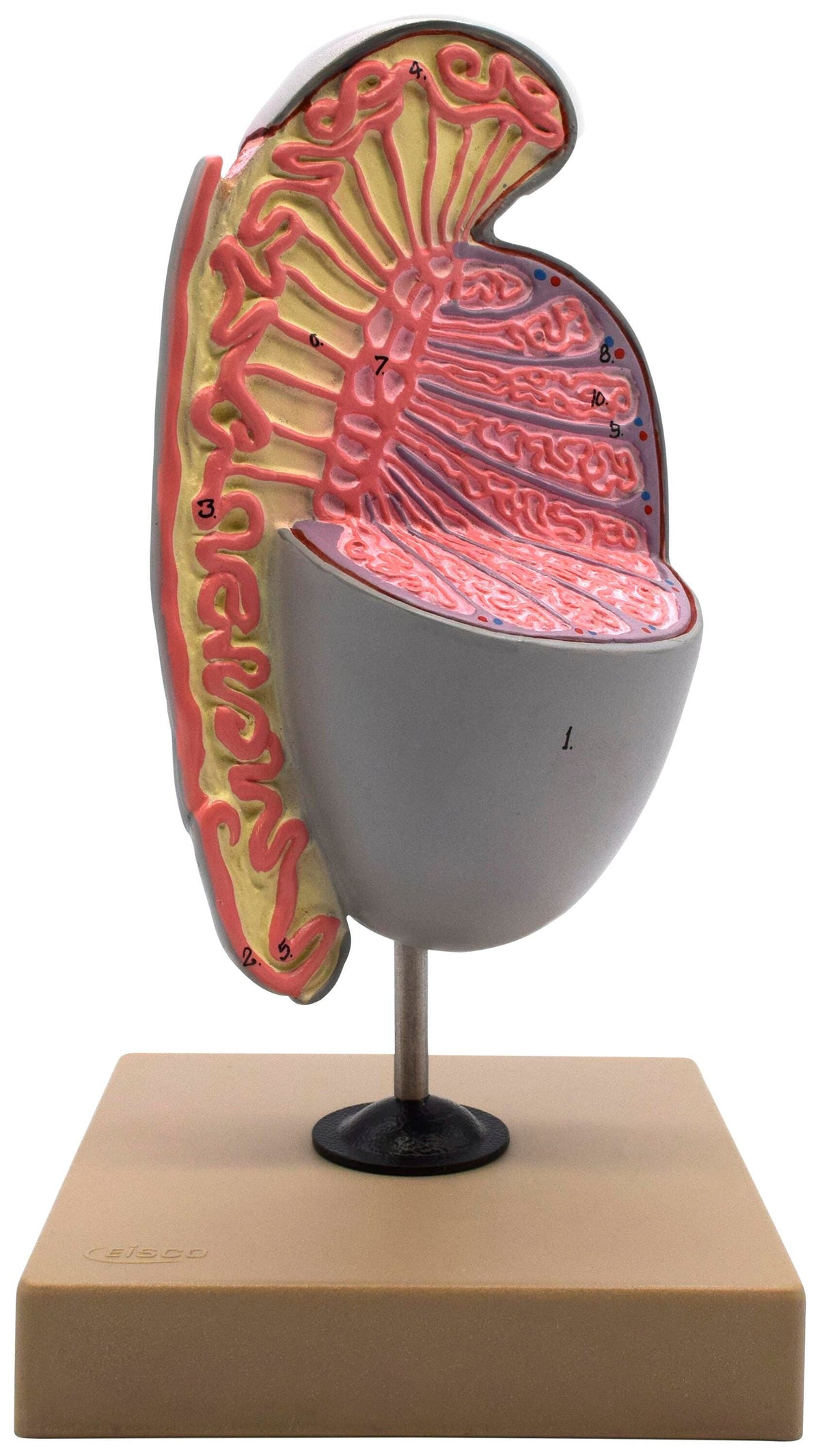 MODEL HUMAN TESTICLE