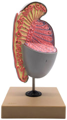 MODEL HUMAN TESTICLE