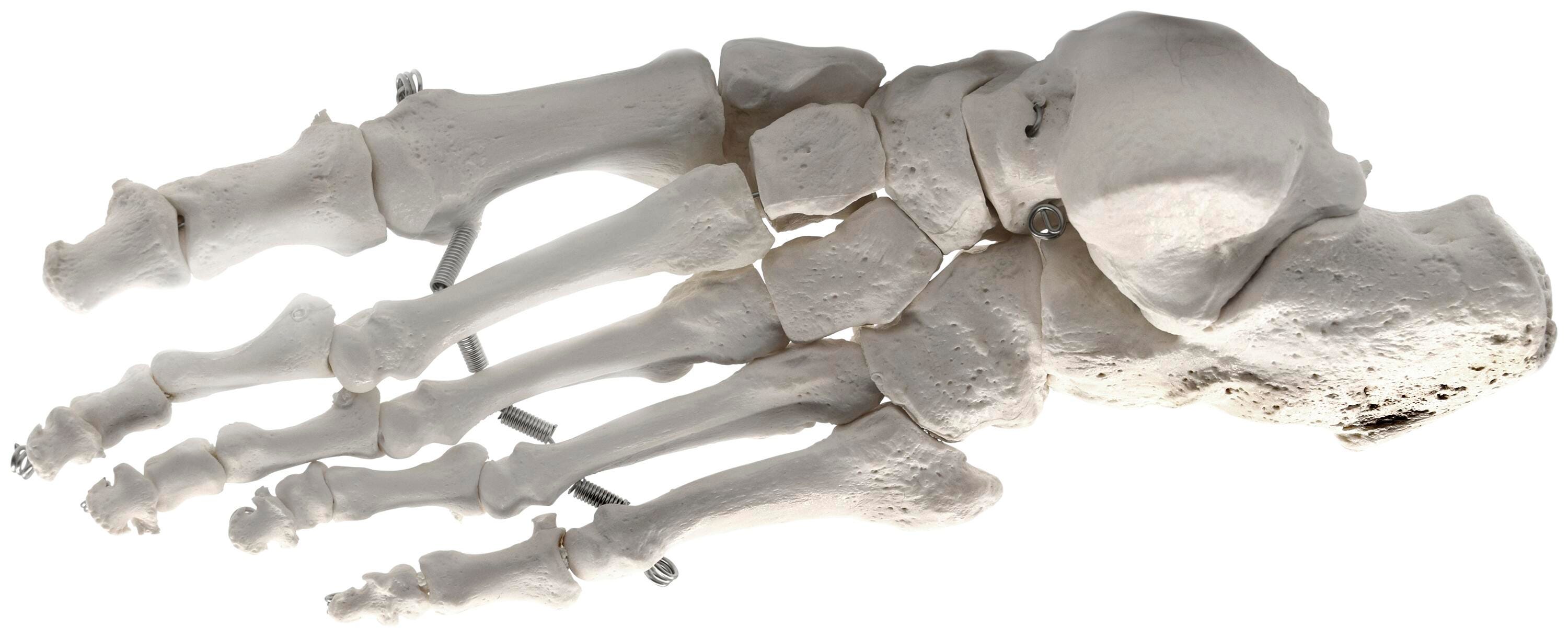 MODEL LEFT FOOT BONES ARTICULATED