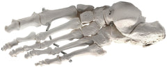MODEL LEFT FOOT BONES ARTICULATED