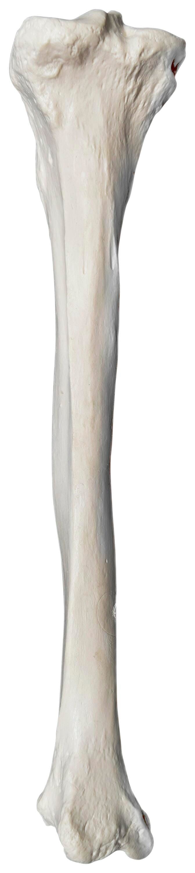 MODEL LEFT TIBIA BONE