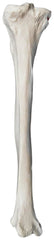 MODEL LEFT TIBIA BONE