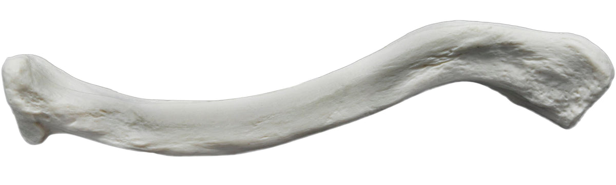 MODEL RIGHT CLAVICLE BONE