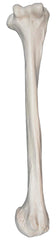 MODEL RIGHT HUMERUS BONE