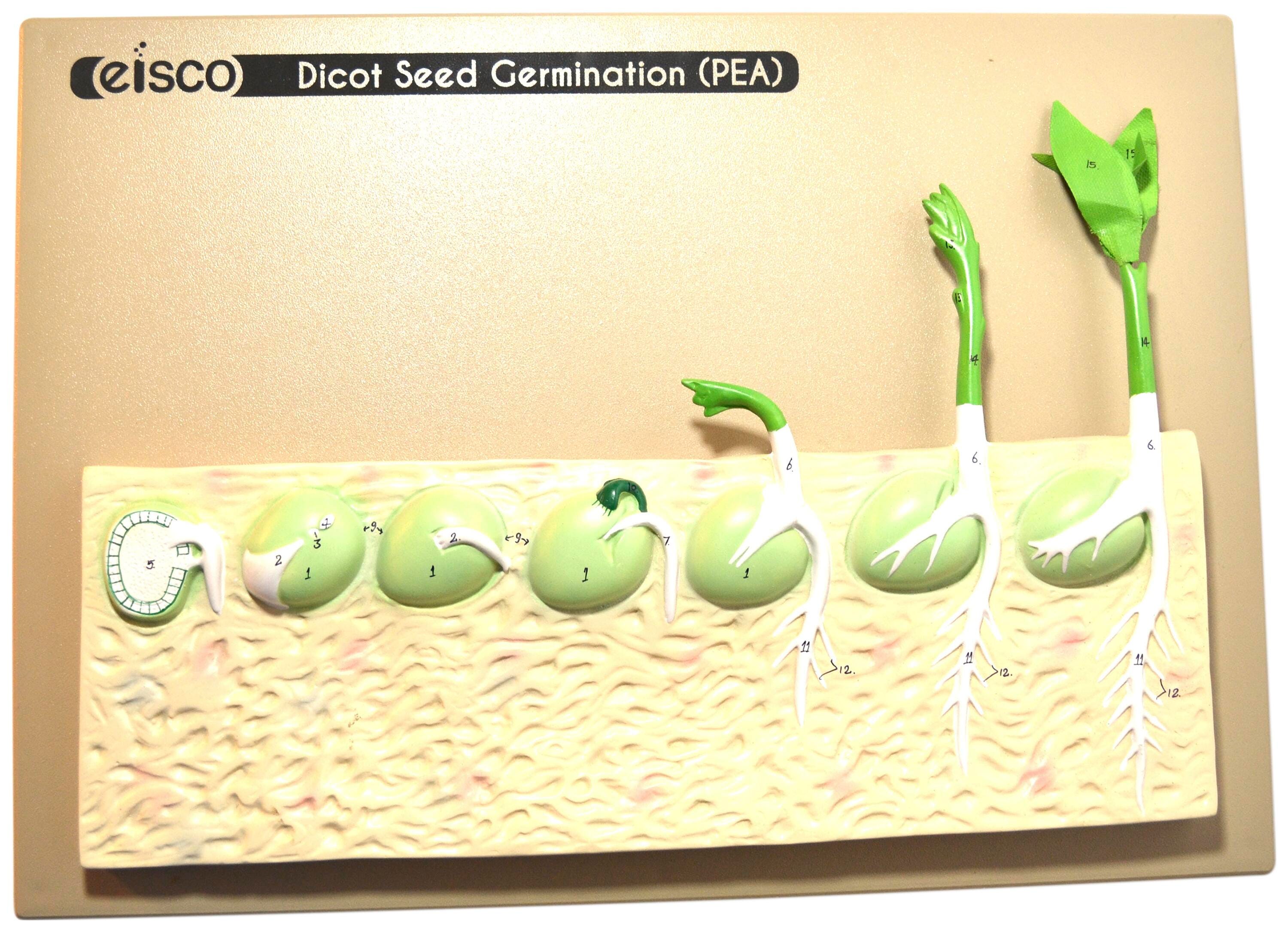 MODEL SEED GERMINATION