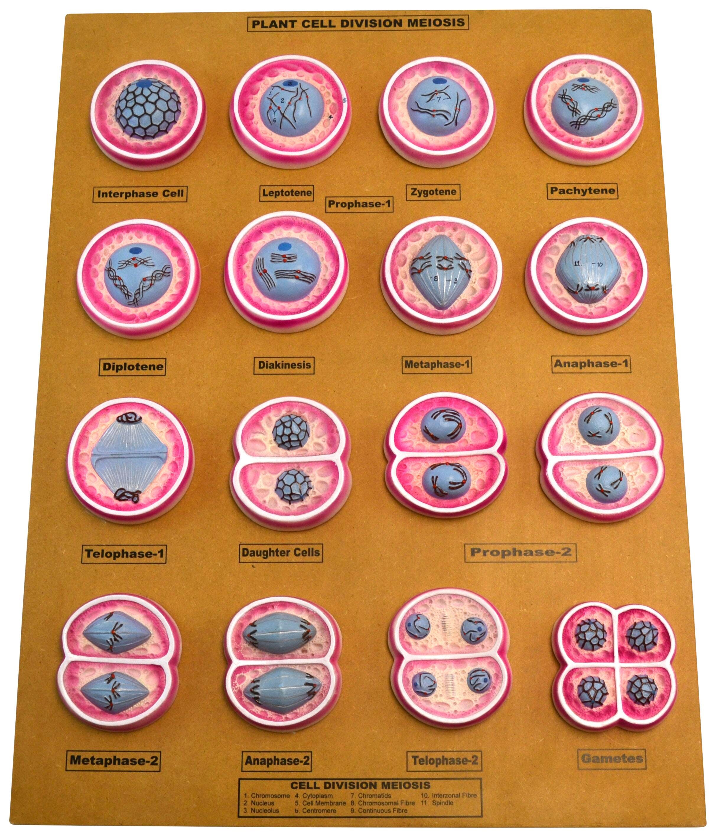 MODEL PLANT CELL MEIOSIS