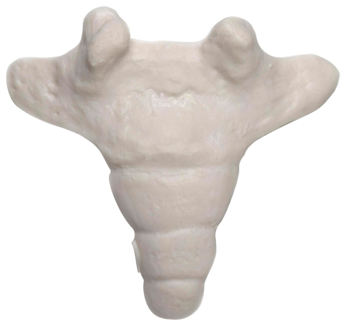 MODEL COCCYX BONE