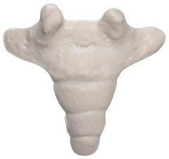 MODEL COCCYX BONE