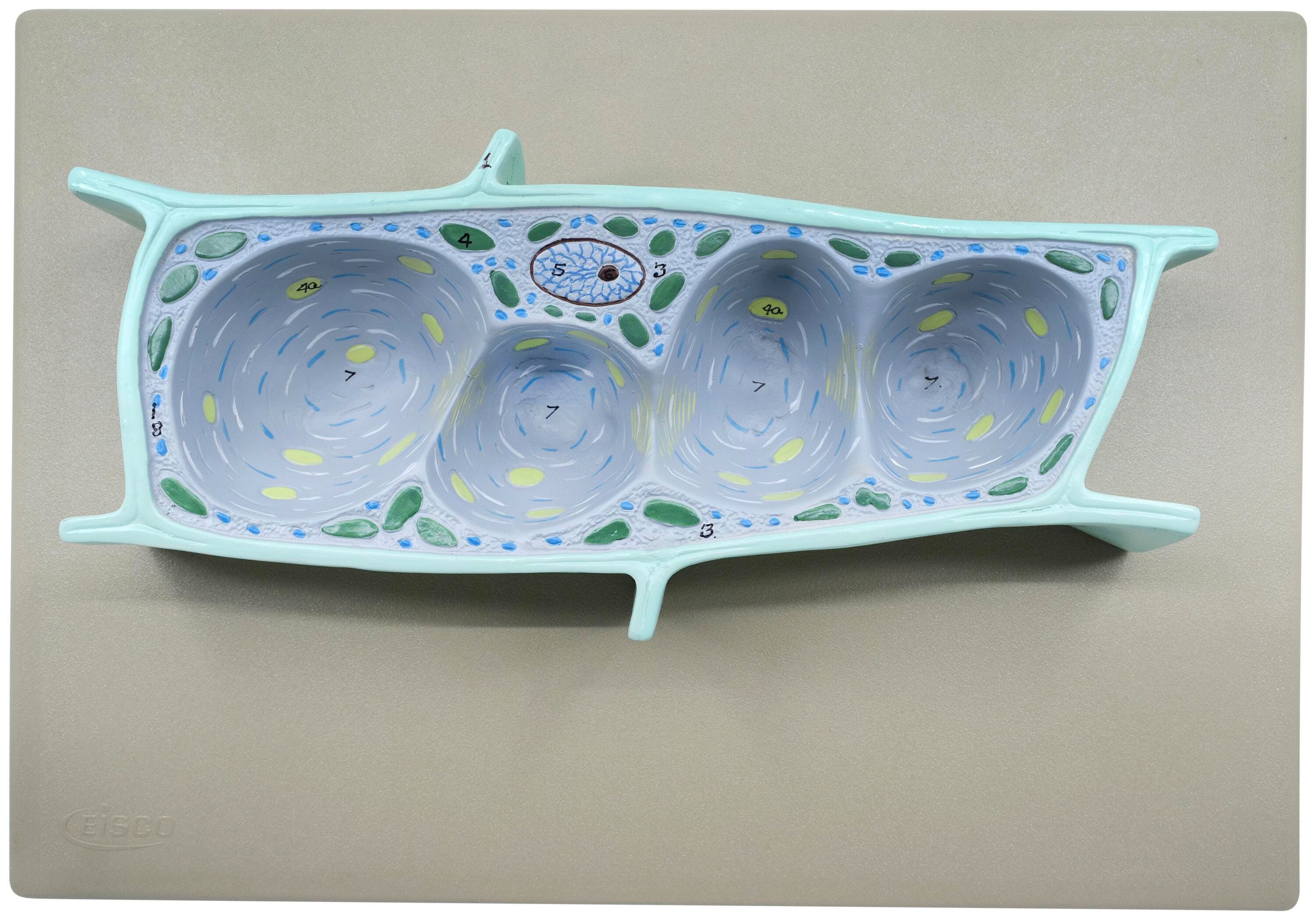 MODEL PLANT CELL THREE DIMENSIONAL