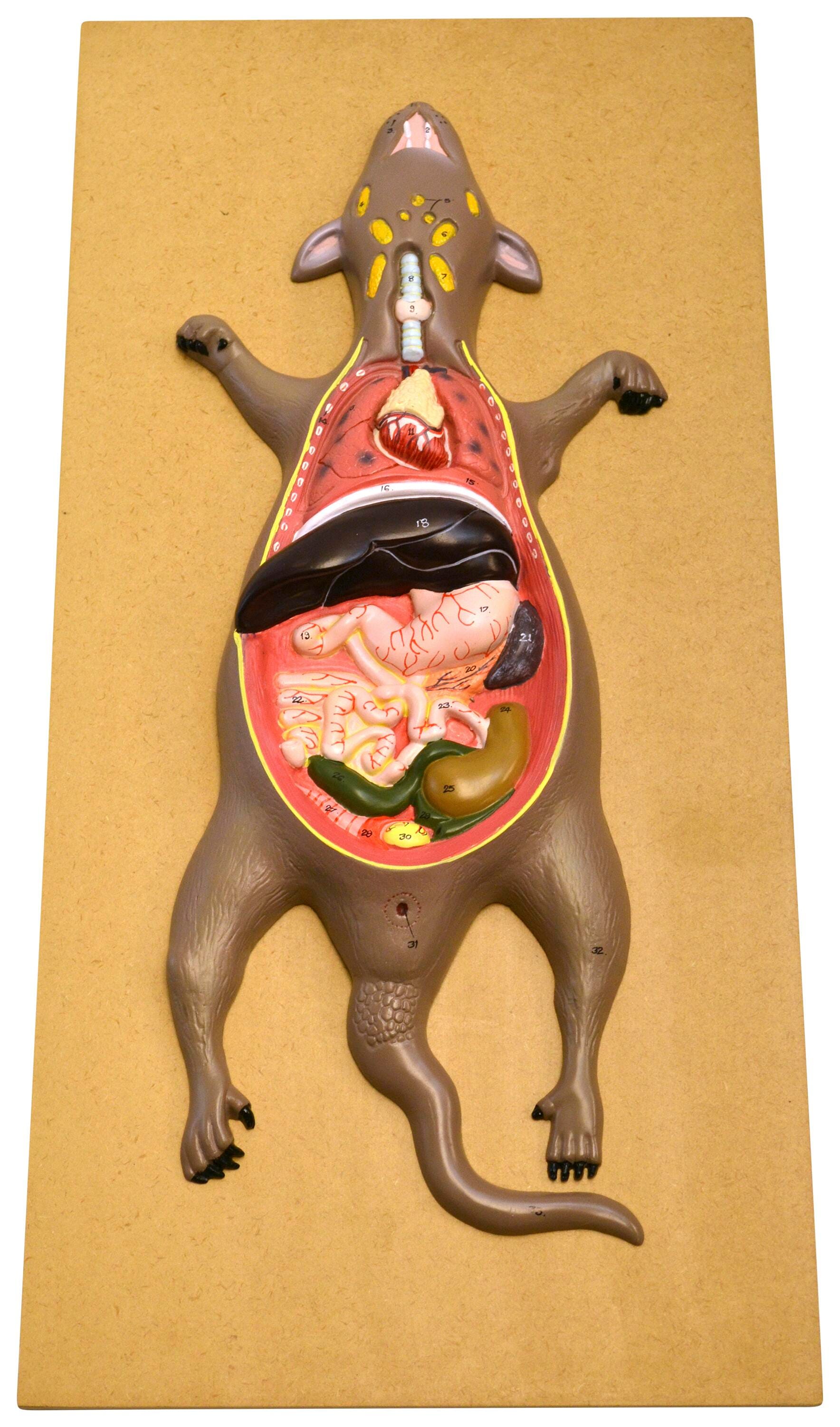 MODEL RAT DISSECTION