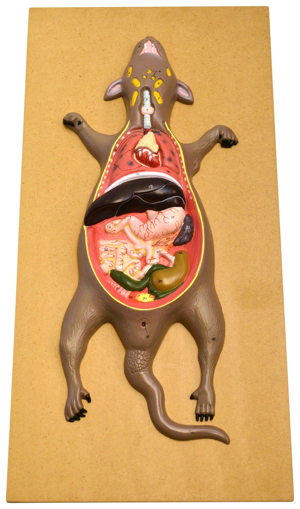 MODEL RAT DISSECTION