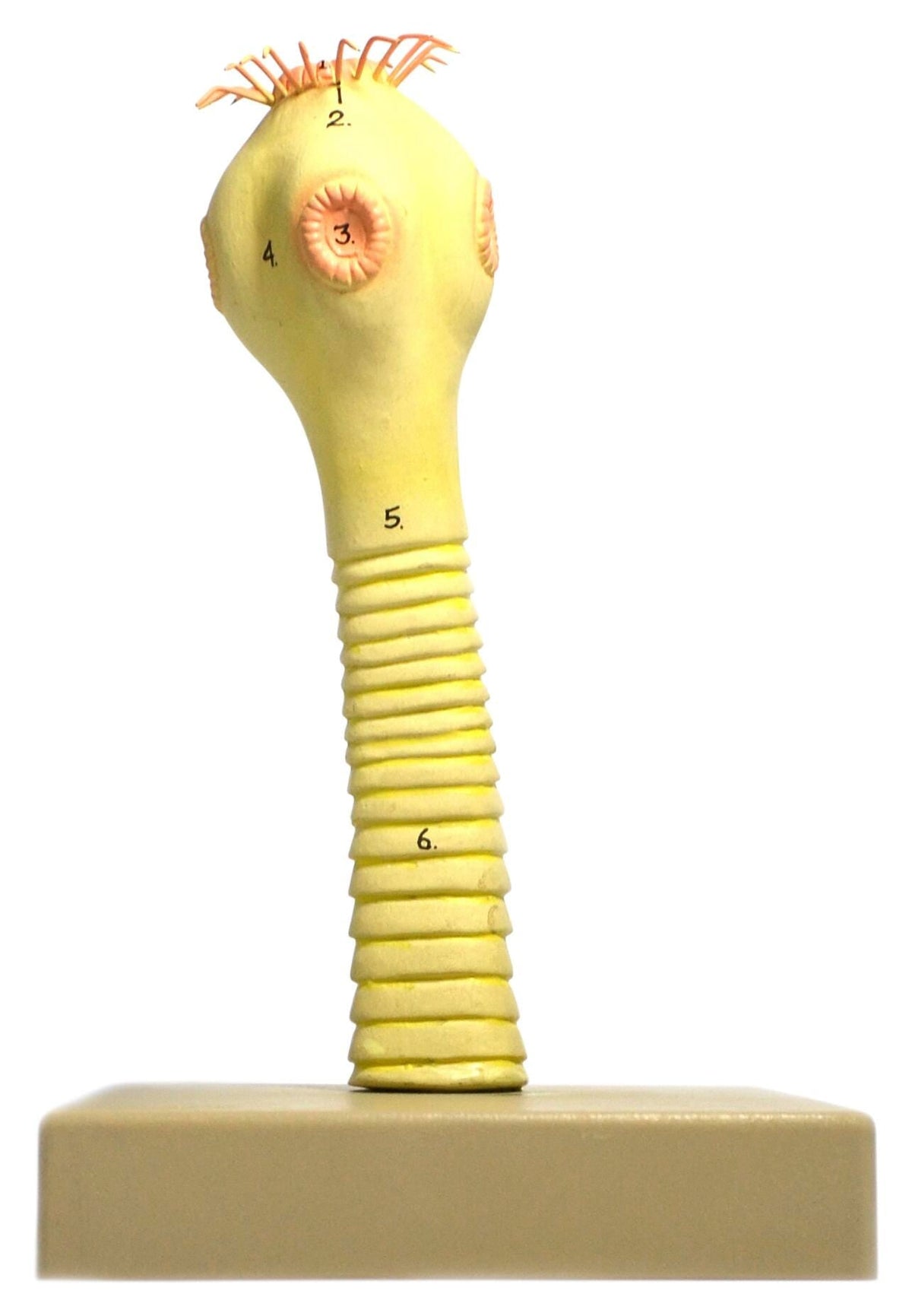 MODEL PORK TAPEWORM HEAD