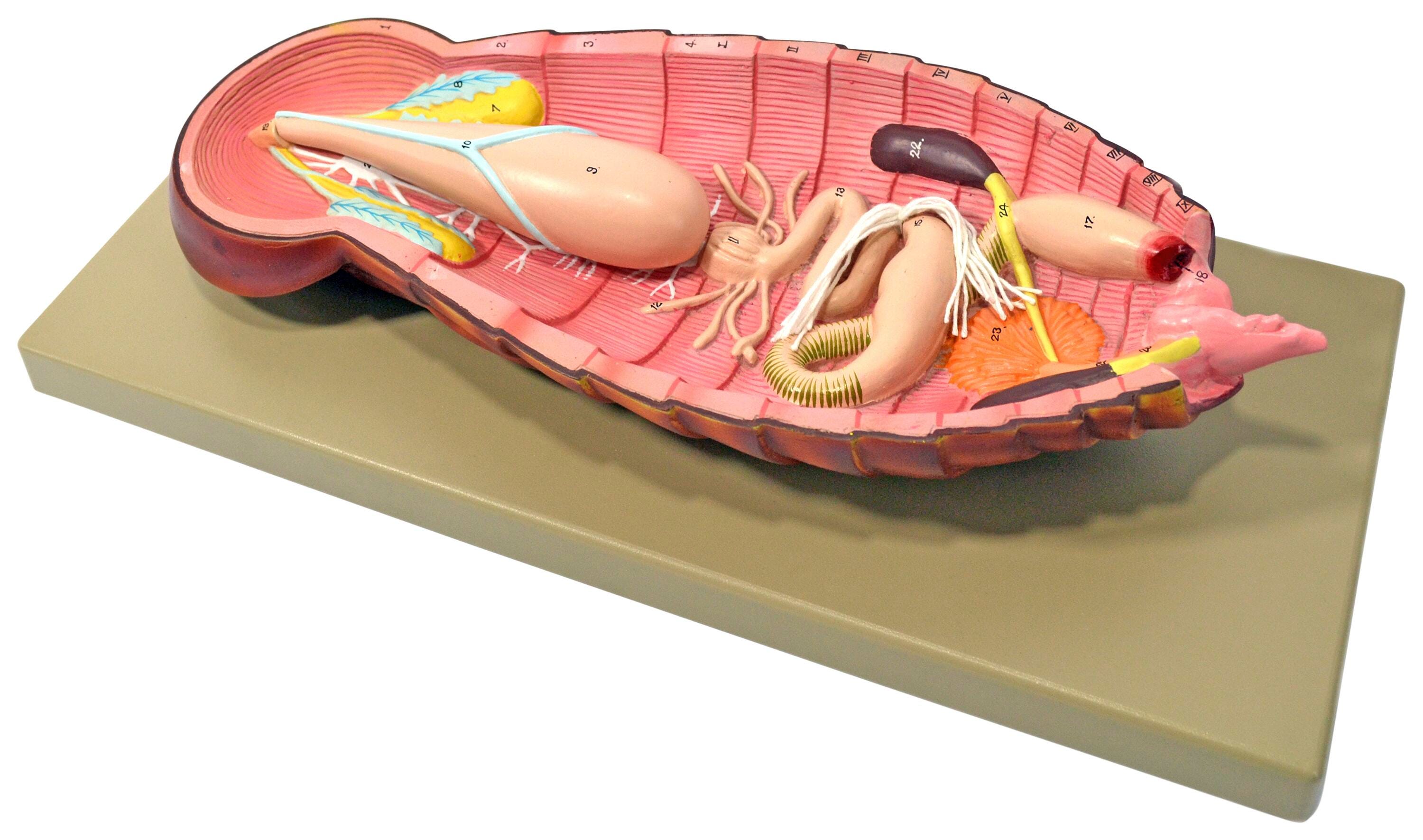 MODEL COCKROACH DISSECTION