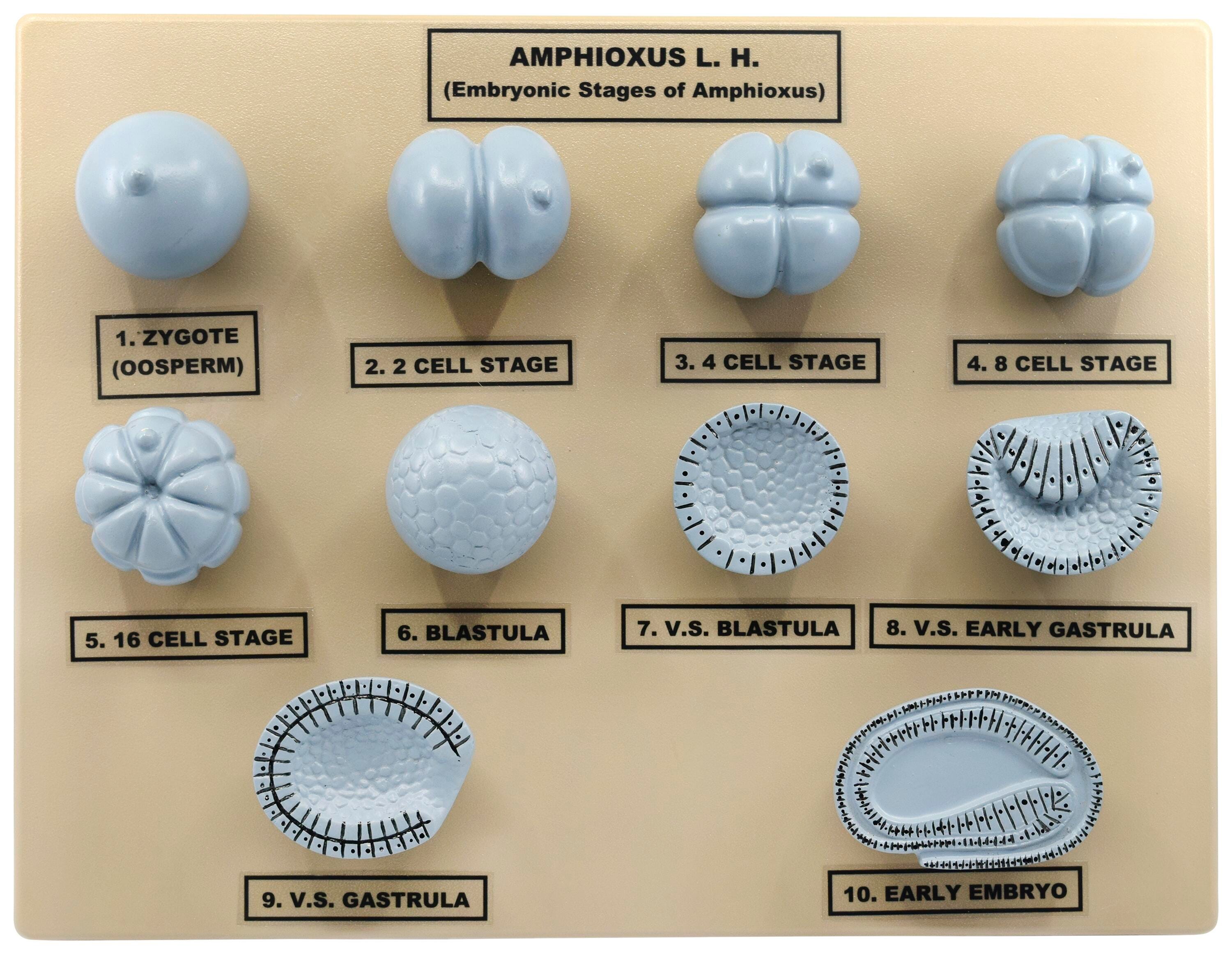 MODEL AMPHIOXOUS EMBRYONIC STAGES