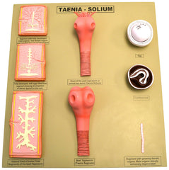 MODEL TAPEWORM/ TAENIA