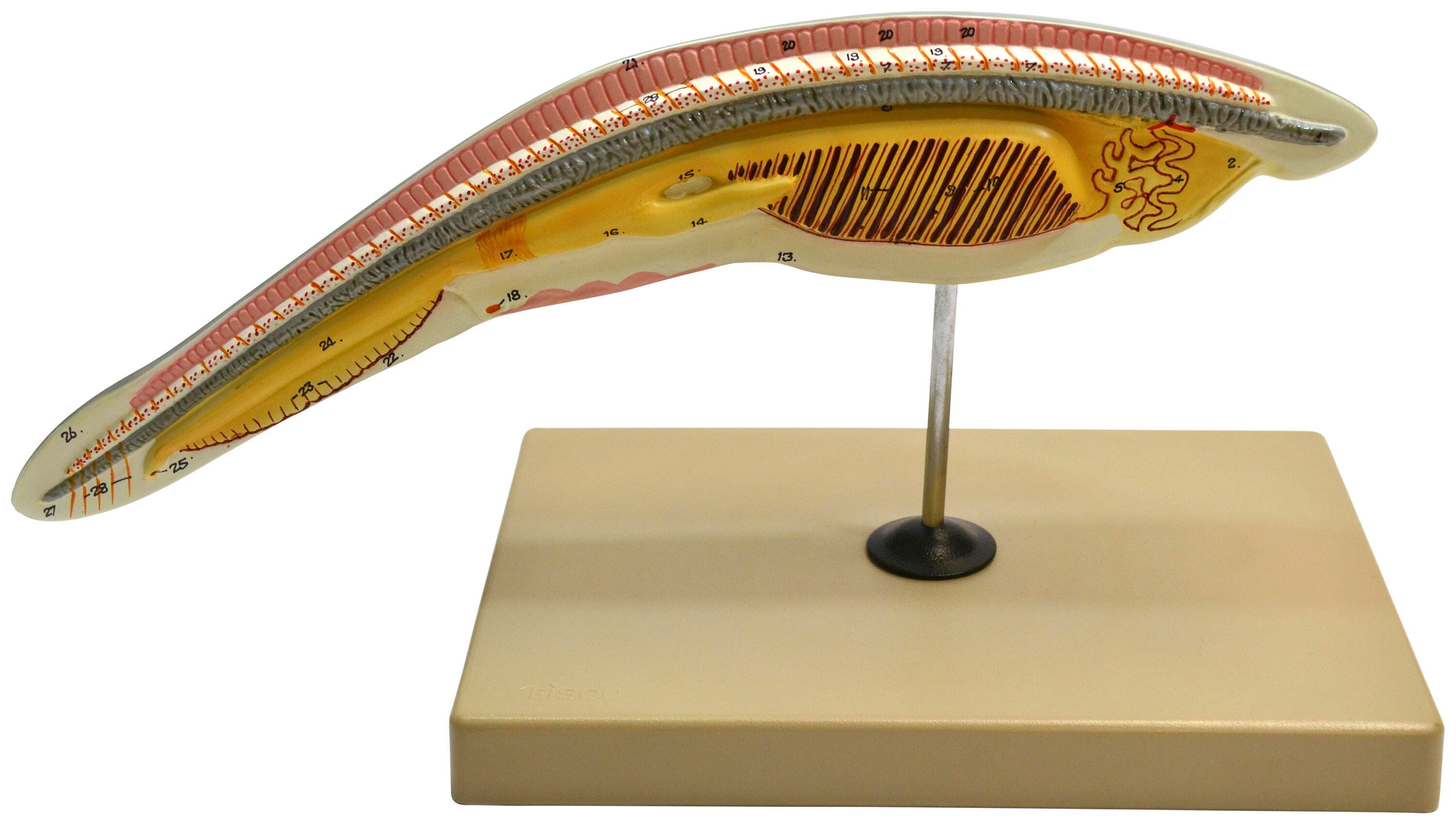 MODEL AMPHIOXOUS