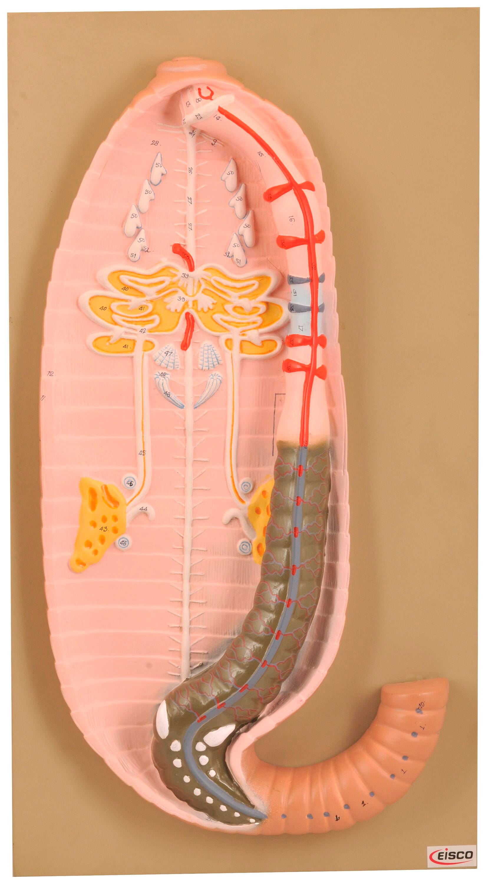 MODEL EARTHWORM DISSECTION