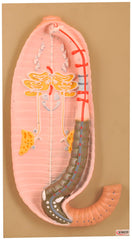 MODEL EARTHWORM DISSECTION