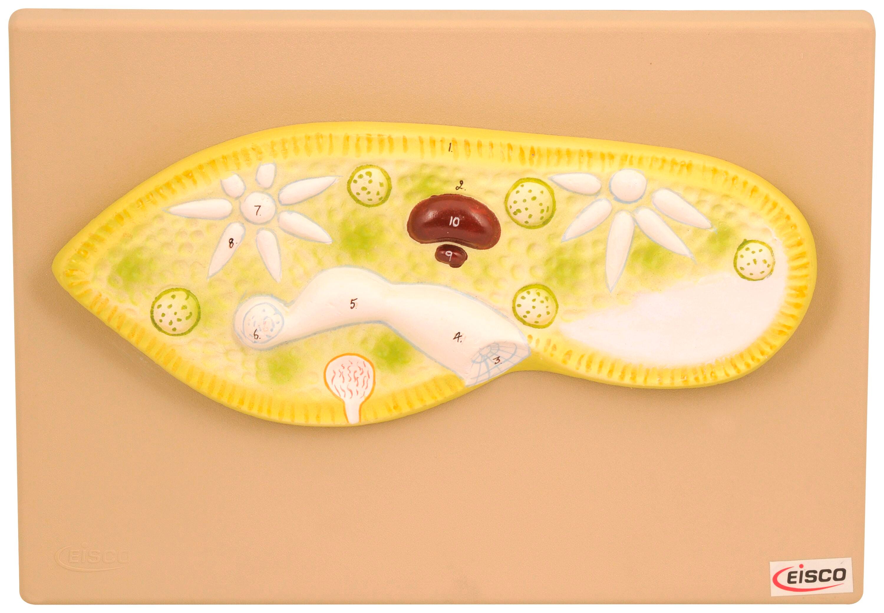 MODEL PARAMECIUM GREATLY MAGNIFIED