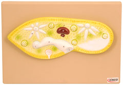 MODEL PARAMECIUM GREATLY MAGNIFIED