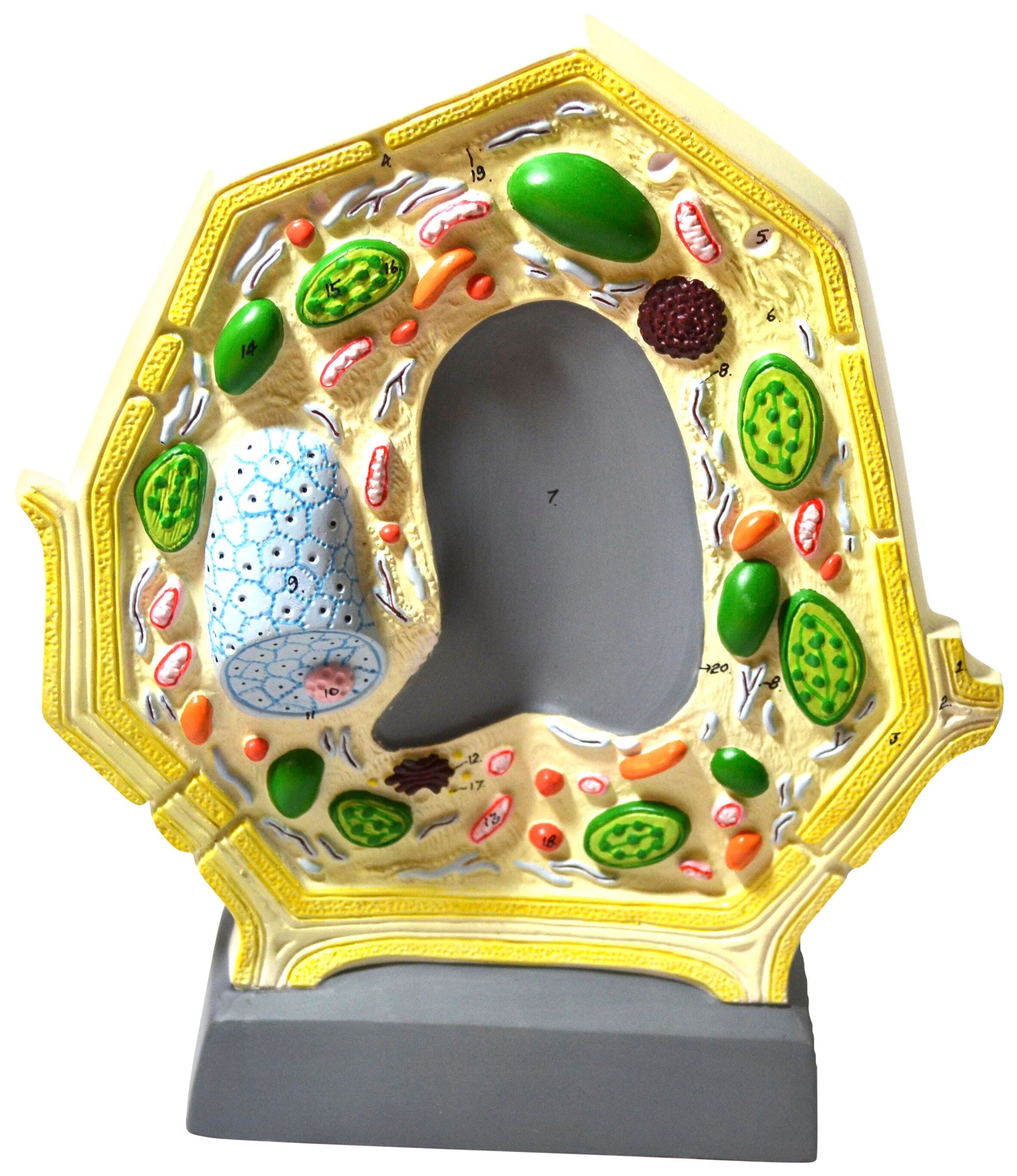 MODEL PLANT CELL MAGNIFIED