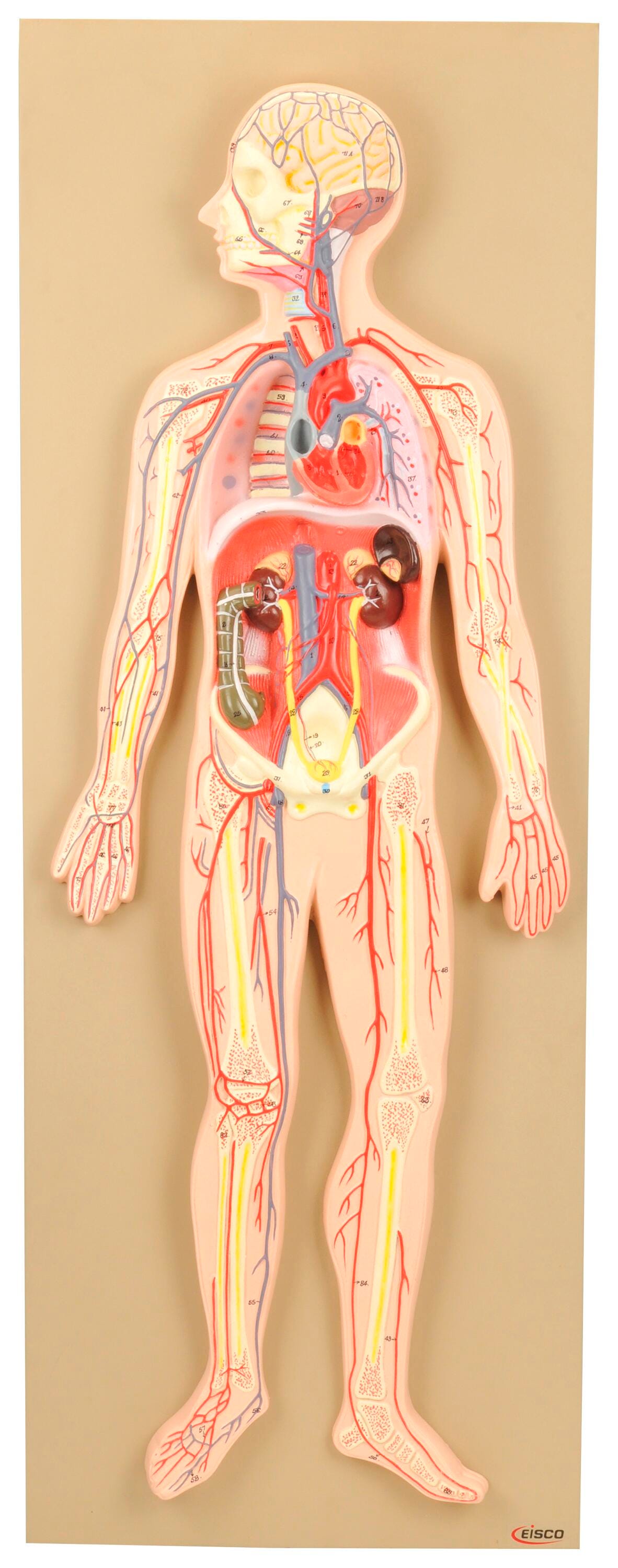 MODEL HUMAN CIRCULATORY SYSTEM PREMIUM