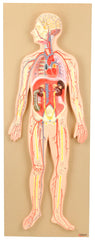 MODEL HUMAN CIRCULATORY SYSTEM PREMIUM