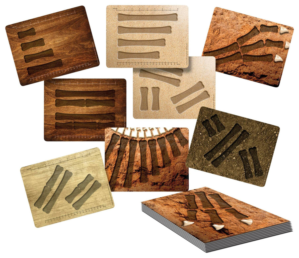 MEASURE - DINOSAUR ACTIVITY CARDS S/16