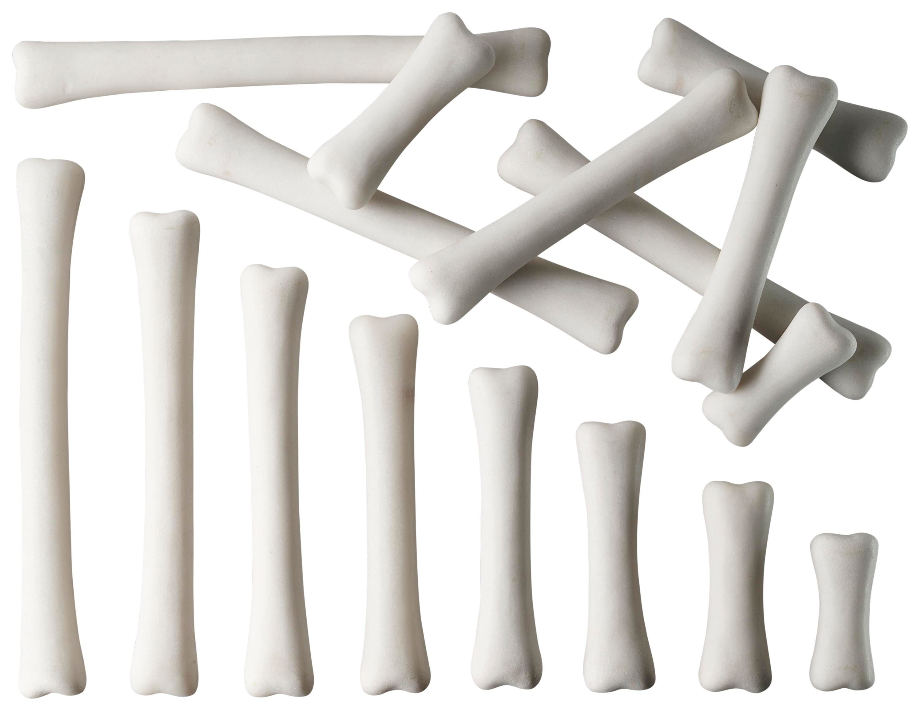 MEASURE - DINOSAUR MEASURE BONES S/16