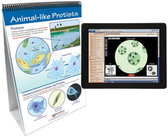 FLIP CHART + ONLINE PROTISTS MS/HS
