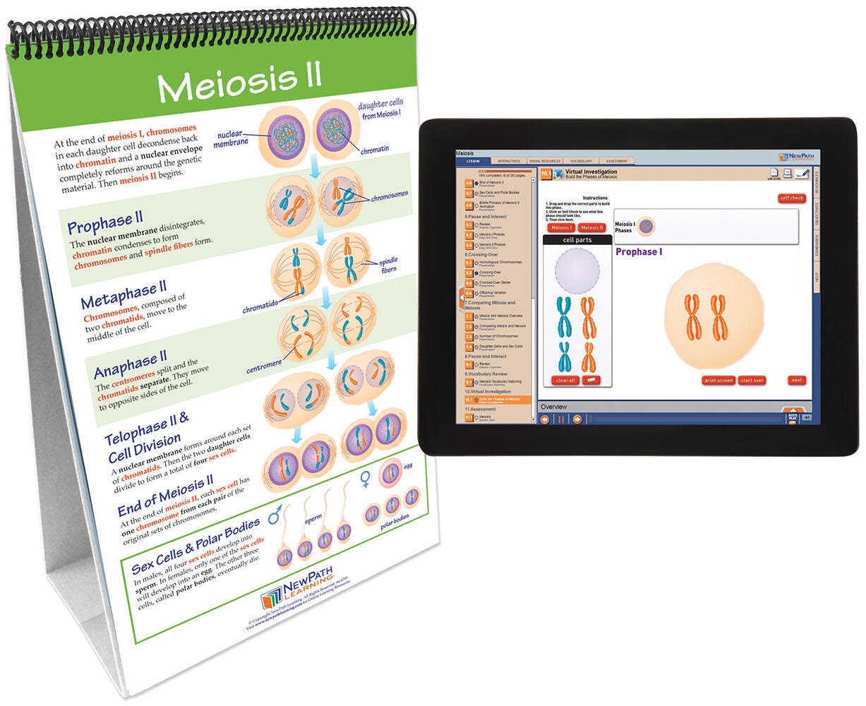FLIP CHART + ONLINE MEIOSIS MS/HS