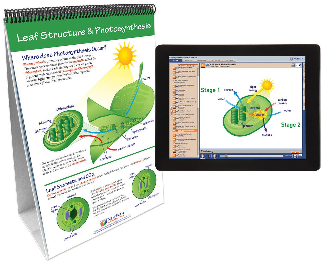 FLIP CHART + ONLINE PHOTSYN + RESPIRATION MS/HS