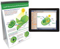 FLIP CHART + ONLINE PHOTSYN + RESPIRATION MS/HS