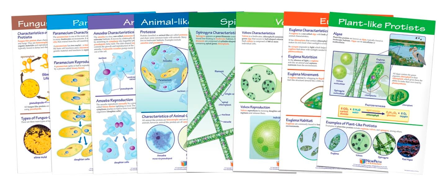 CHART BULLETIN BOARD POND MICROLIFE S/8