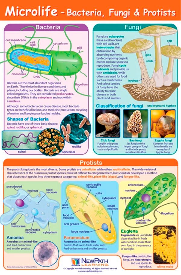 POSTER MICROLIFE LAM