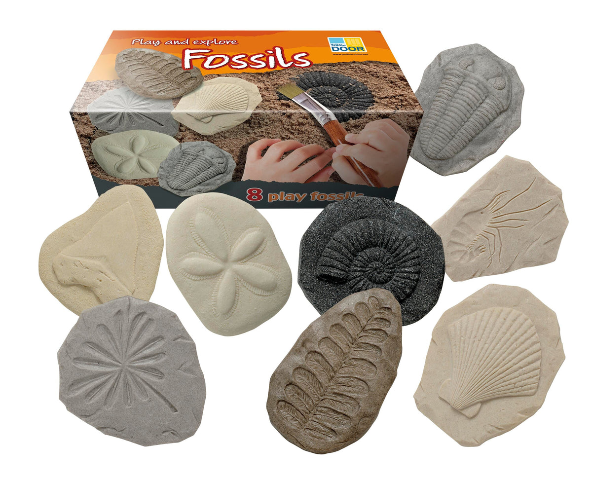 LETS INVESTIGATE - FOSSILS