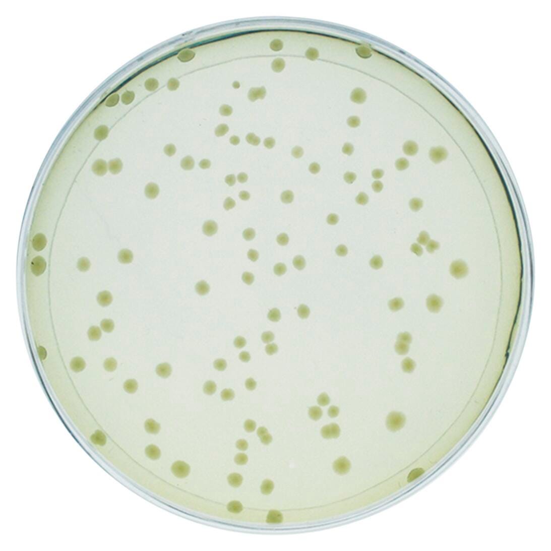 INVESTIGATING SYNTHETIC BIOLOGY