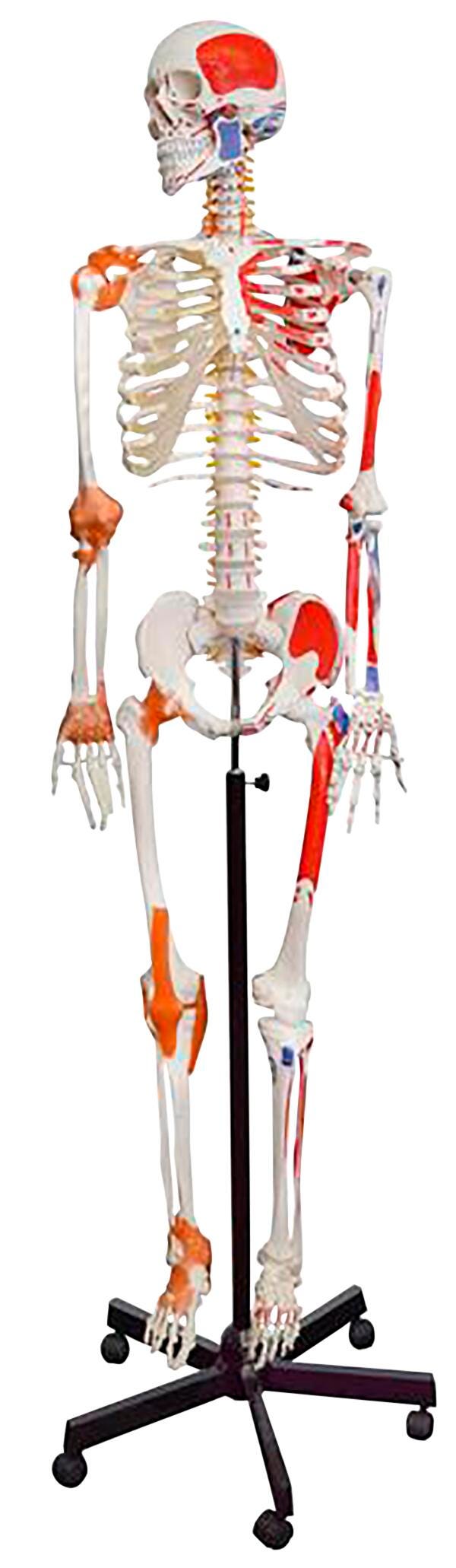 SKELETON HUMAN MUSCULAR PAINTED FLEXIBLE