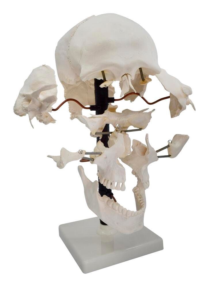 SKULL BEAUCHENE NATURAL COLOR 22 PARTS